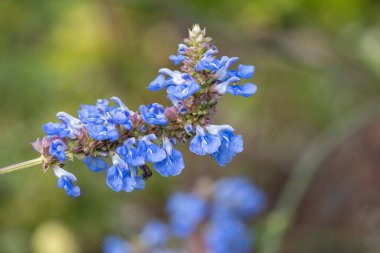 Bog sage (salvia uliginosa) flowers in bloom