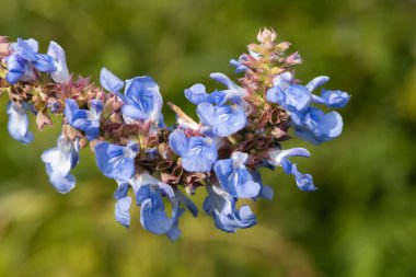 Bog sage (salvia uliginosa) flowers in bloom
