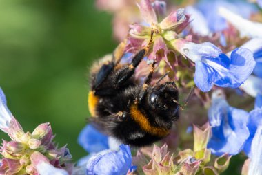 Macro shot of a bumble bee pollinating bog sage (salvia uliginosa) flowers