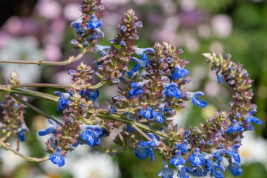 Bog sage (salvia uliginosa) flowers in bloom