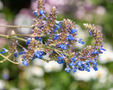 Bog sage (salvia uliginosa) flowers in bloom