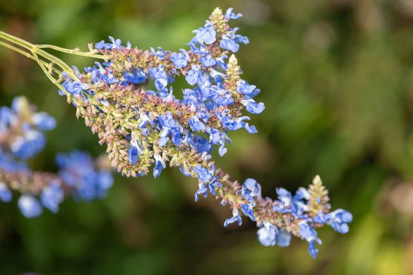 Bog sage (salvia uliginosa) flowers in bloom