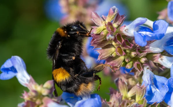 Macro Shot Bumble Bee Pollinating Bog Sage Salvia Uliginosa Flowers — Stockfoto