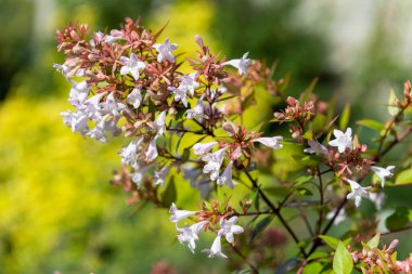 Close up of Chinese abelia (abelia chinensis) flowers in bloom