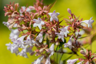 Close up of Chinese abelia (abelia chinensis) flowers in bloom