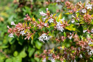 Close up of Chinese abelia (abelia chinensis) flowers in bloom