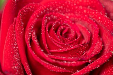 Macro shot of a red rose covered in water droplets