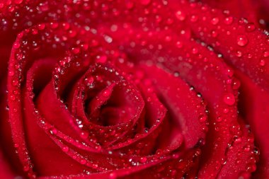 Macro shot of a red rose covered in water droplets