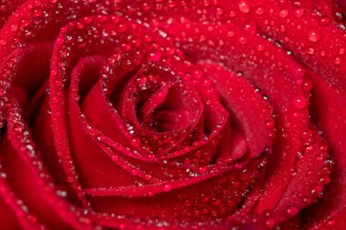 Macro shot of a red rose covered in water droplets