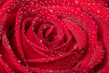 Macro shot of a red rose covered in water droplets
