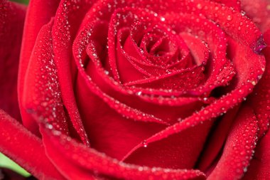 Macro shot of a red rose covered in water droplets