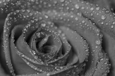 Black and white photo of a red rose covered in water droplets