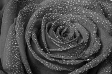 Black and white photo of a red rose covered in water droplets