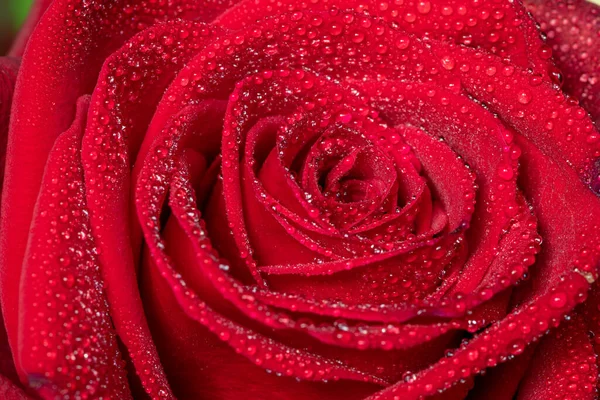 Macro shot of a red rose covered in water droplets