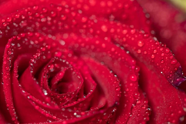 Macro Shot Red Rose Covered Water Droplets — Foto Stock