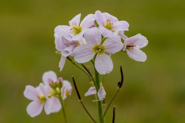 Close up of a cuckoo flower (cardamine pratensis) in bloom