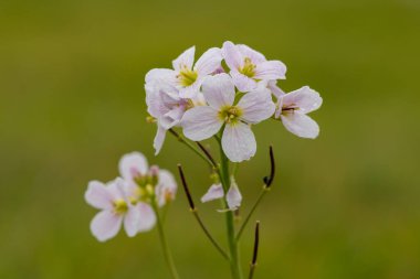 Close up of a cuckoo flower (cardamine pratensis) in bloom