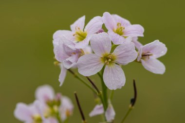 Close up of a cuckoo flower (cardamine pratensis) in bloom