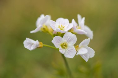Close up of a cuckoo flower (cardamine pratensis) in bloom
