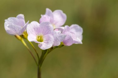 Close up of a cuckoo flower (cardamine pratensis) in bloom