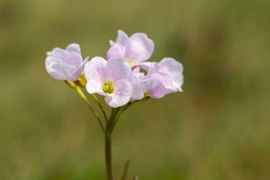 Close up of a cuckoo flower (cardamine pratensis) in bloom