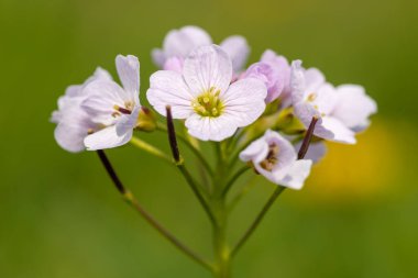 Close up of a cuckoo flower (cardamine pratensis) in bloom