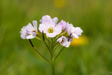 Close up of a cuckoo flower (cardamine pratensis) in bloom