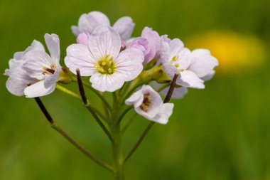 Close up of a cuckoo flower (cardamine pratensis) in bloom
