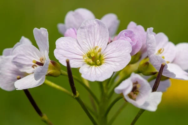 Close Cuckoo Flower Cardamine Pratensis Bloom — Zdjęcie stockowe