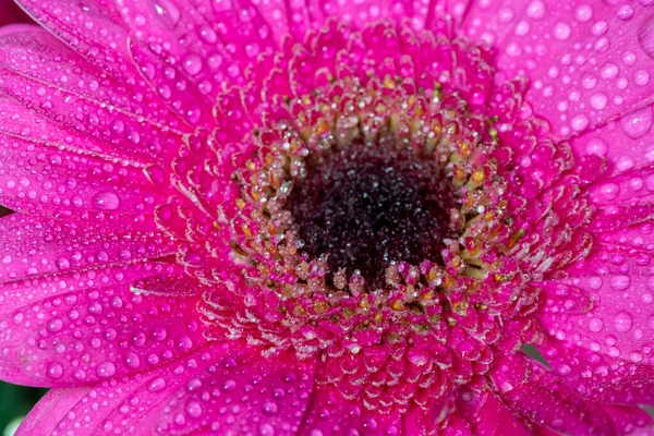 Macro Shot Pink Gerbera Daisy Covered Water Droplets — Foto de Stock