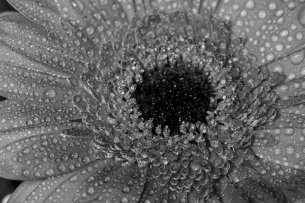 Black White Photo Gerbera Daisy Covered Water Droplets — Stockfoto