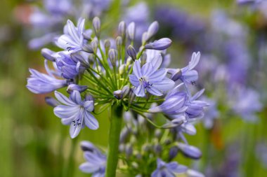 Close up of common agapanthus (agapanthus praecox) flowers in bloom