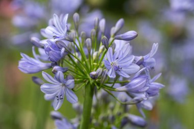 Close up of common agapanthus (agapanthus praecox) flowers in bloom