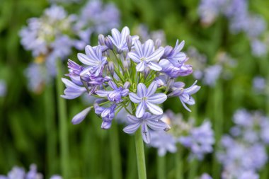 Close up of common agapanthus (agapanthus praecox) flowers in bloom