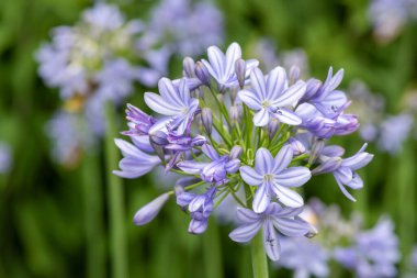 Close up of common agapanthus (agapanthus praecox) flowers in bloom