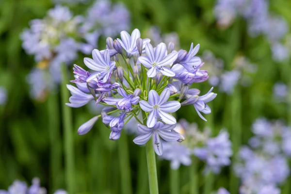 Close Common Agapanthus Agapanthus Praecox Flowers Bloom — Fotografia de Stock