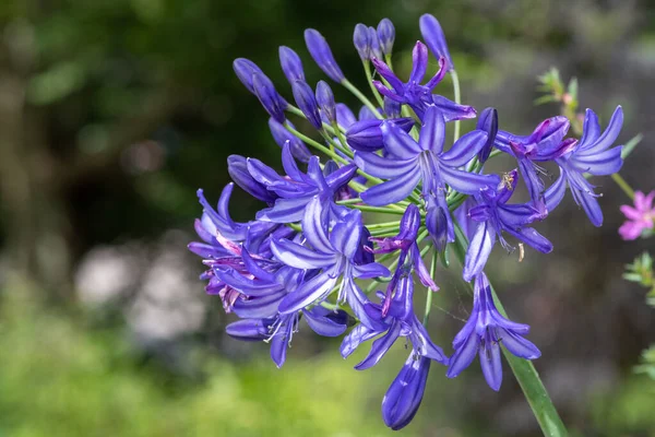 Close Common Agapanthus Agapanthus Praecox Flowers Bloom — 스톡 사진