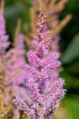Close up of false goats beard flowers in bloom