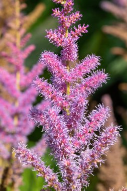 Close up of false goats beard flowers in bloom