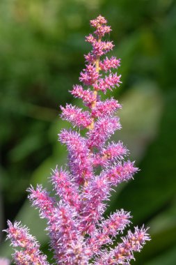 Close up of false goats beard flowers in bloom