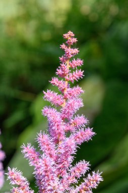 Close up of false goats beard flowers in bloom