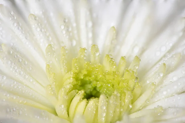 Macro Shot White Chrysanthemum Morifolium Flower Covered Water Droplets — Foto de Stock