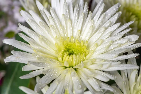 Macro Shot White Chrysanthemum Morifolium Flower Covered Water Droplets — стоковое фото