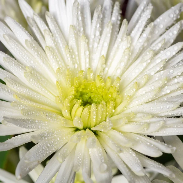 Macro Shot White Chrysanthemum Morifolium Flower Covered Water Droplets — Foto de Stock