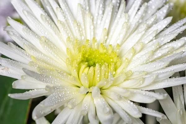 Macro Shot White Chrysanthemum Morifolium Flower Covered Water Droplets — Zdjęcie stockowe