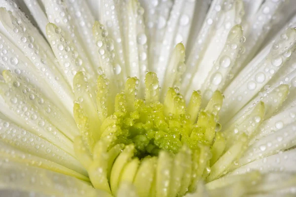 Macro Shot White Chrysanthemum Morifolium Flower Covered Water Droplets — Foto de Stock