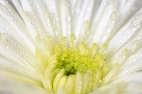 Macro Shot White Chrysanthemum Morifolium Flower Covered Water Droplets — Foto de Stock