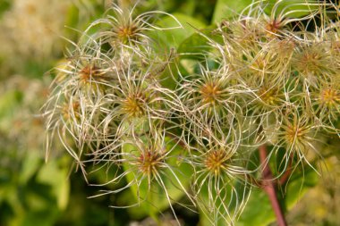 Yaşlı bir adamın sakalındaki meyveleri kapat (Clematis vitalba)