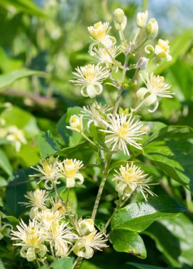 Close up of old mans beard (clematis vitalba) flowers in bloom