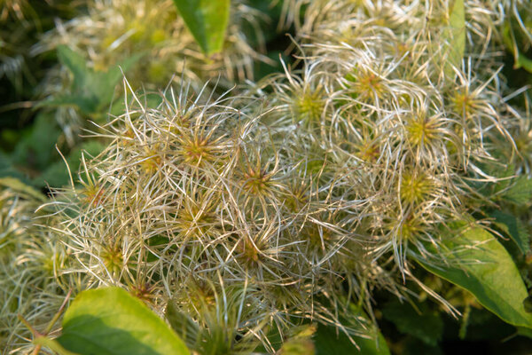 Close up of fruits on an old mans beard (clematis vitalba) plant